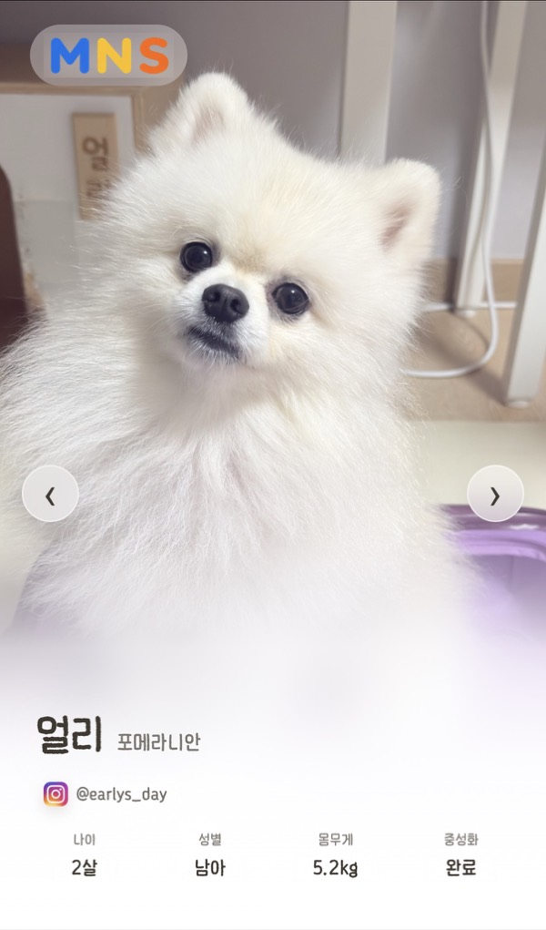 반려견 얼리의 디지털 이름표 화면